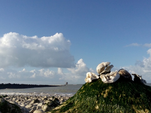 1781620_670736276374231_4927452113205696486_o (500x375)